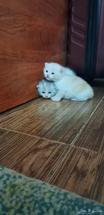 قطط شيرازي 0
