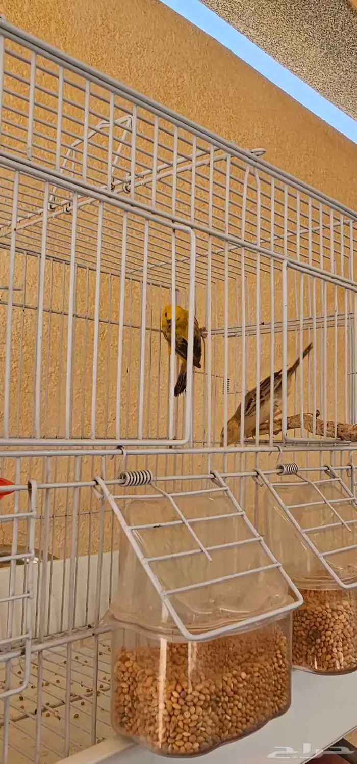 للبيع جوز طيور صغيره 3