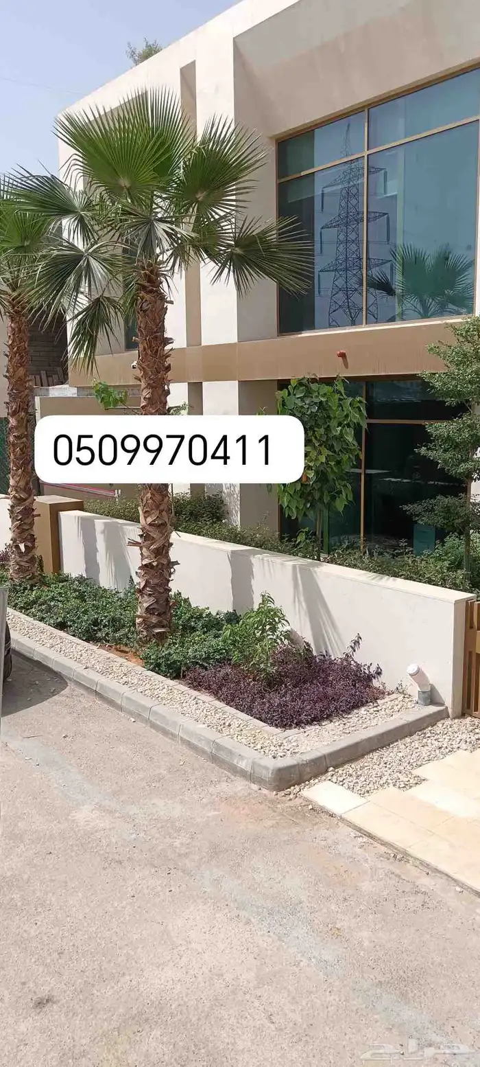 نخل واشنطني زينة جودة مميزة 1
