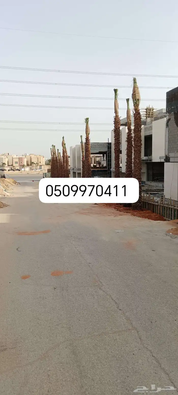 نخل واشنطني زينة جودة مميزة 2