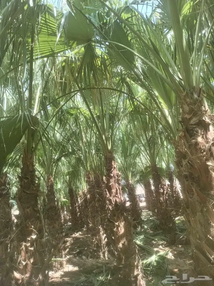 مقاول النخيل العربي والواشنطني وشبوك 6
