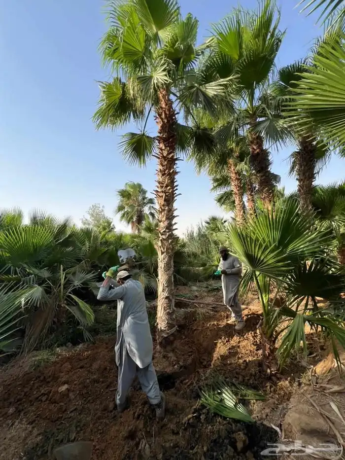 يوجد لدينا نخل طيب ومقاسات مناسبة ونوايع فاخره 7