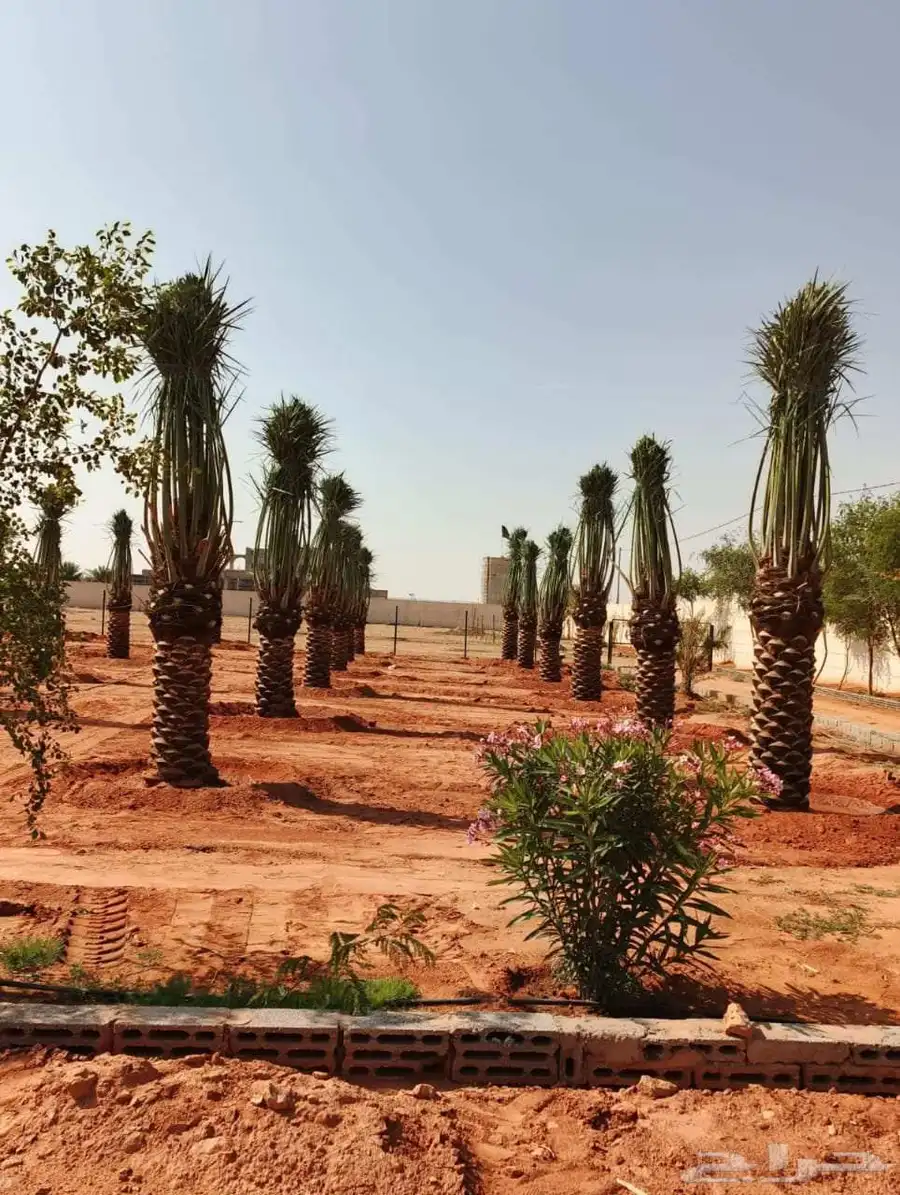 مقاول النخيل العربي والواشنطني وشبوك 3