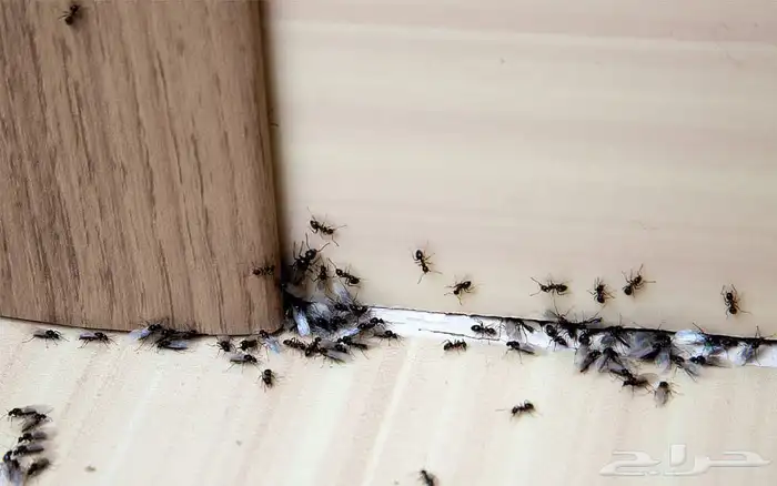 شركة مكافحة حشرات تنظيف مكيفات غسيل مجالس 4