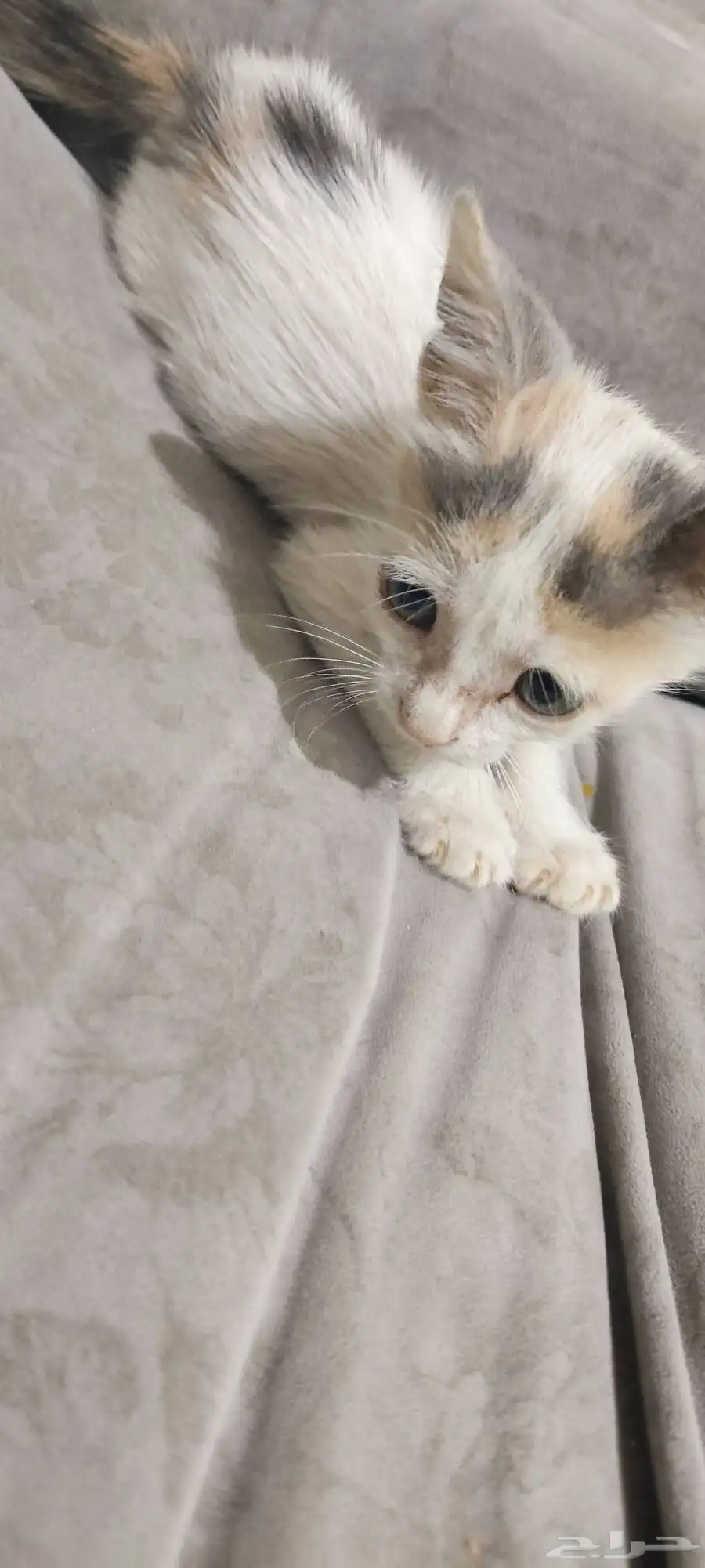 1 شهر قطة.one month kitten 4
