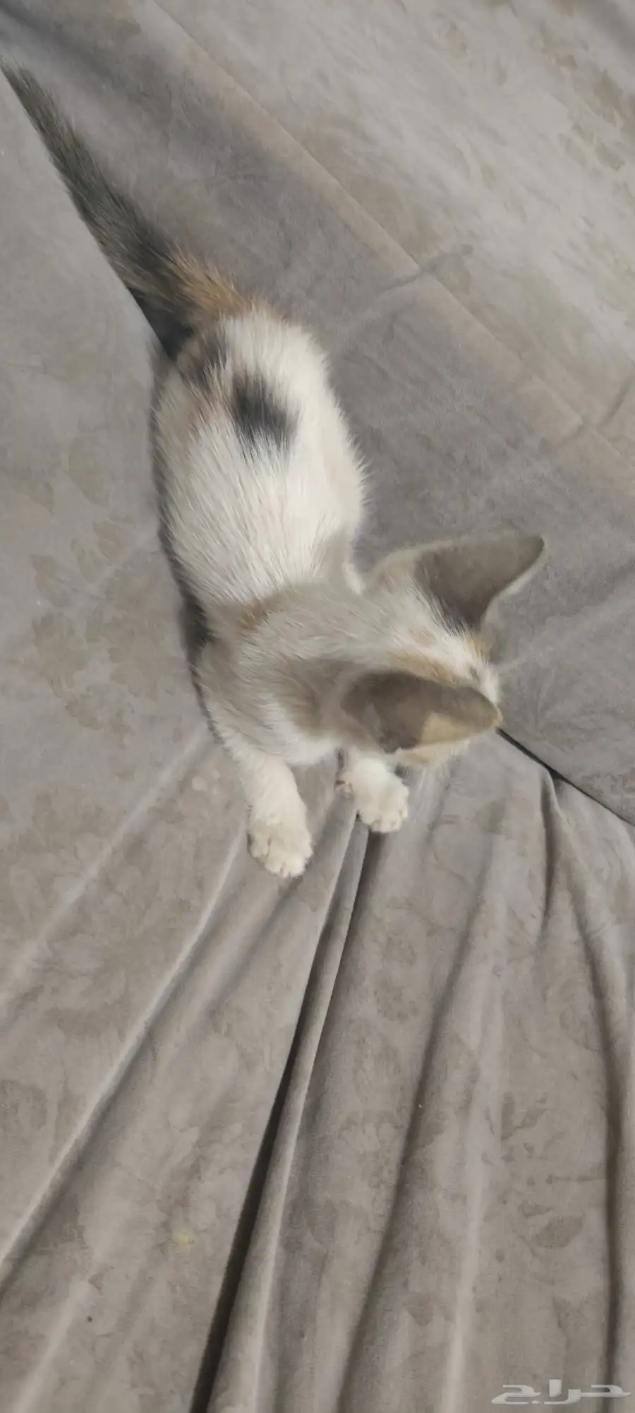 1 شهر قطة.one month kitten 1
