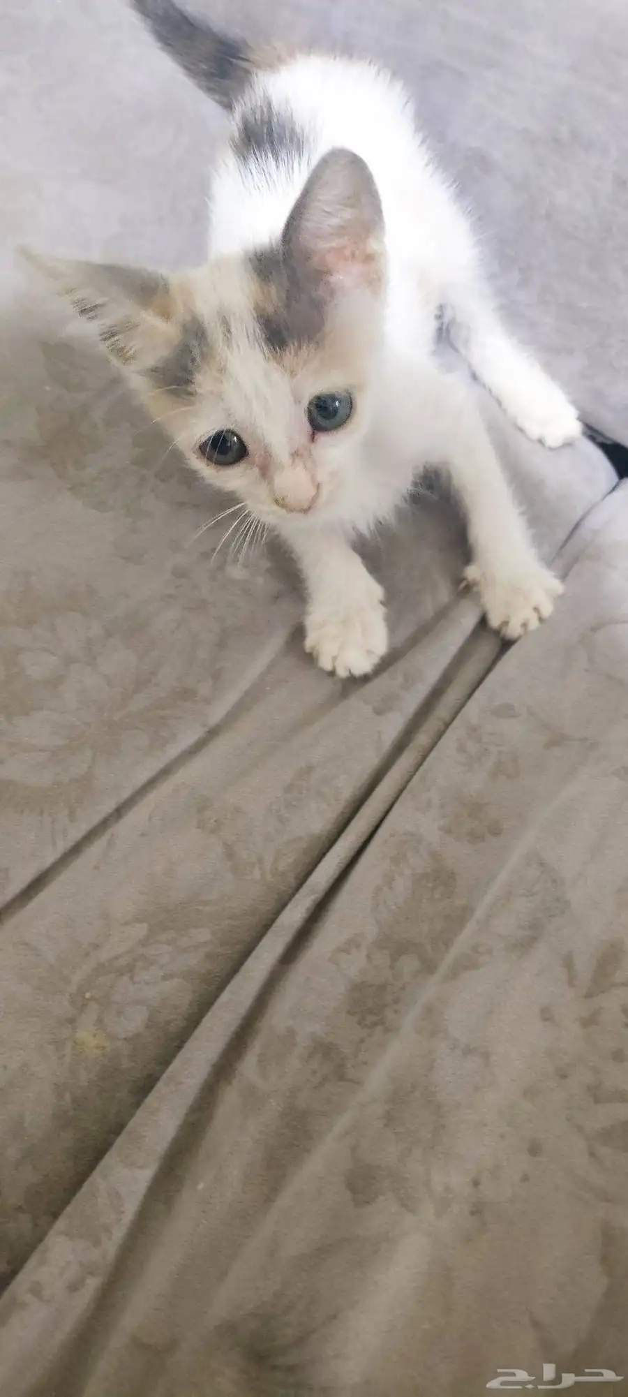 1 شهر قطة.one month kitten 0