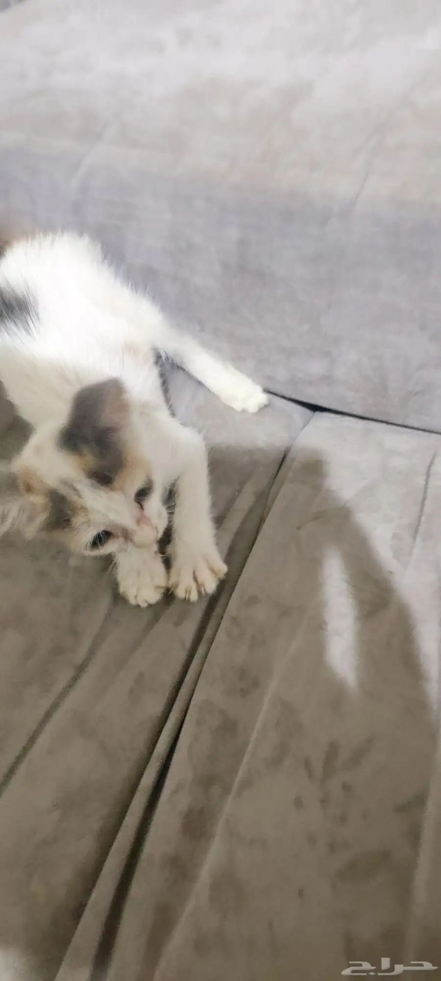 1 شهر قطة.one month kitten 3