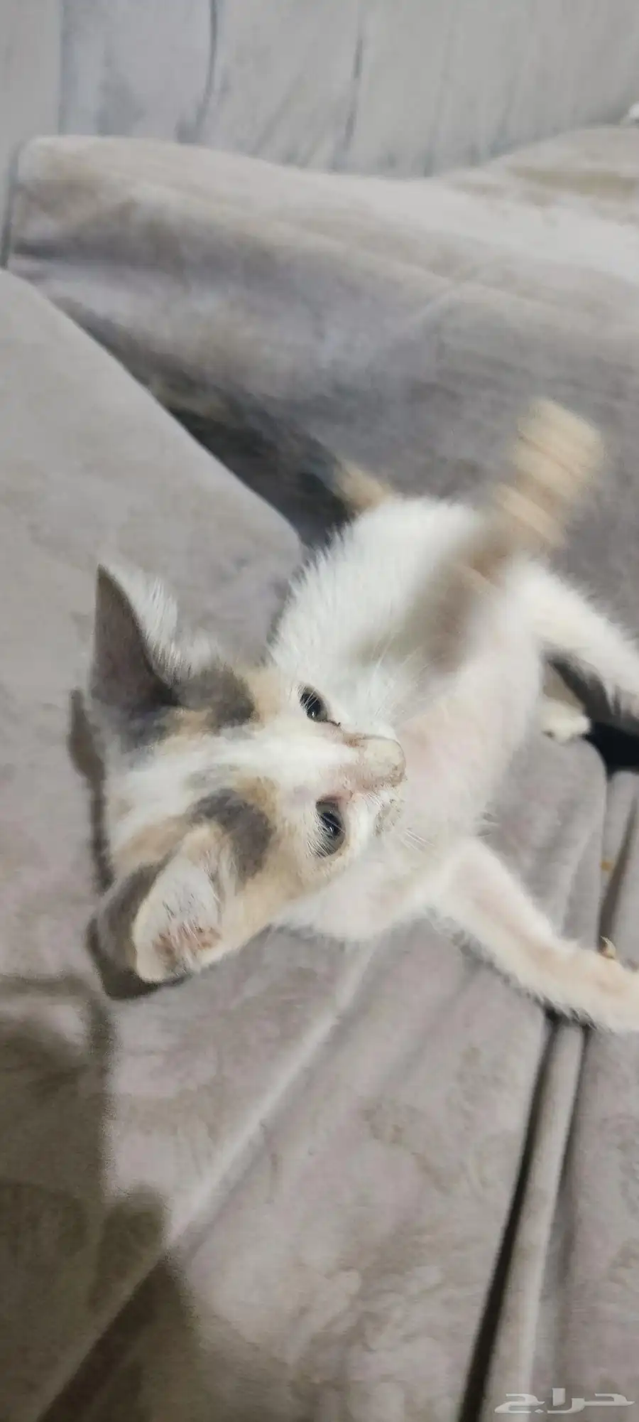 1 شهر قطة.one month kitten 2
