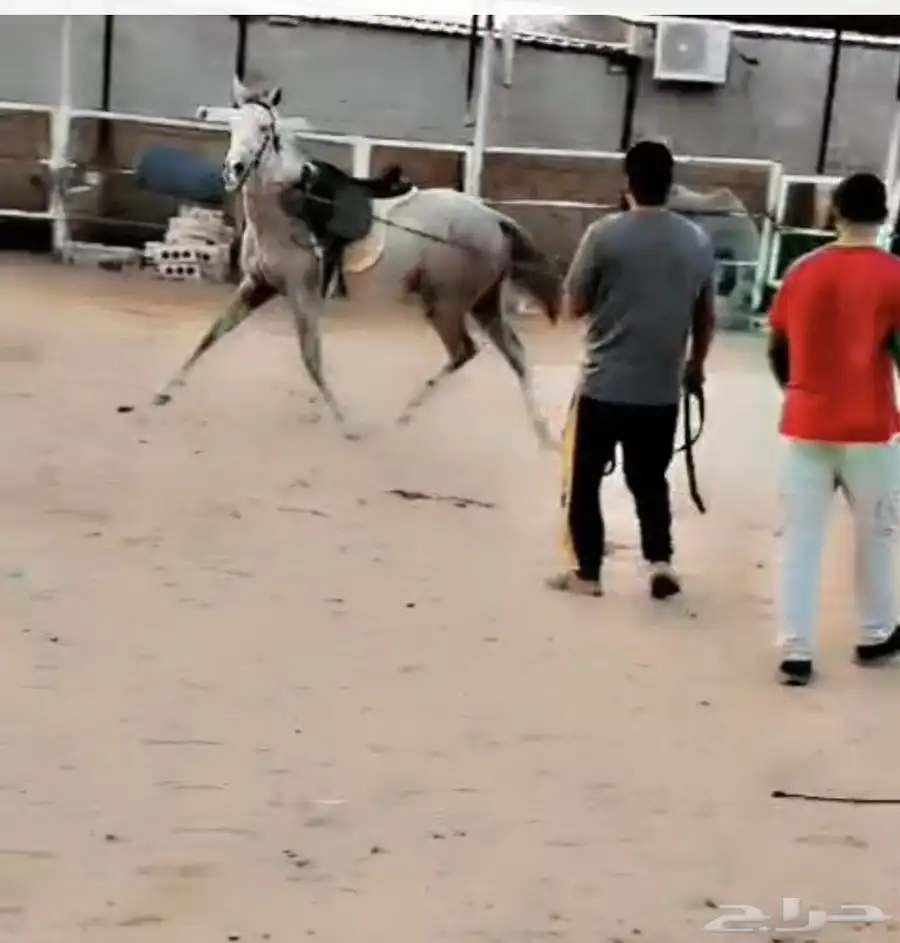 فرس_شعبية 3