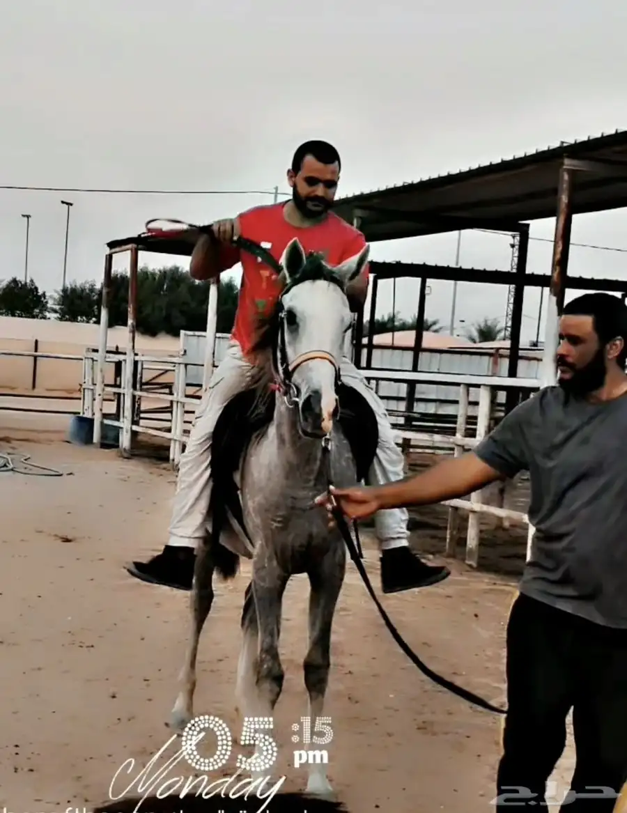 فرس_شعبية 7