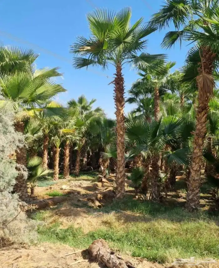 نخل واشنطني وشنطن واشنطونيا زينه للبيع 3