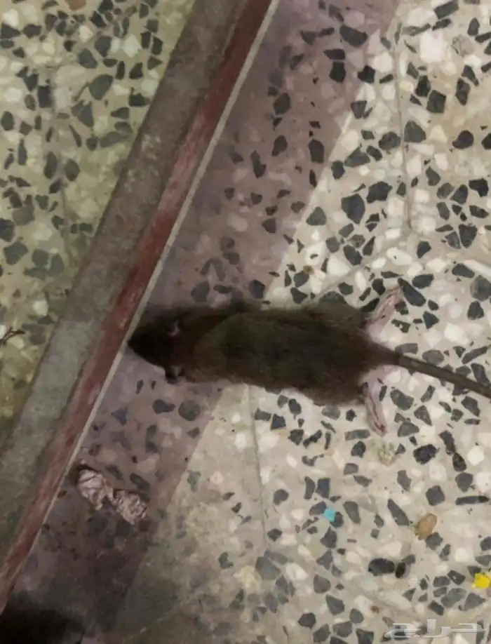 شركة مكافحة حشرات تنظيف مكيفات غسيل مجالس 5