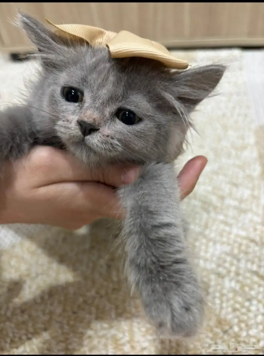 قطط 1