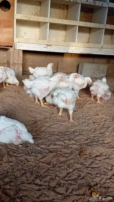 دجاج لاحم 1