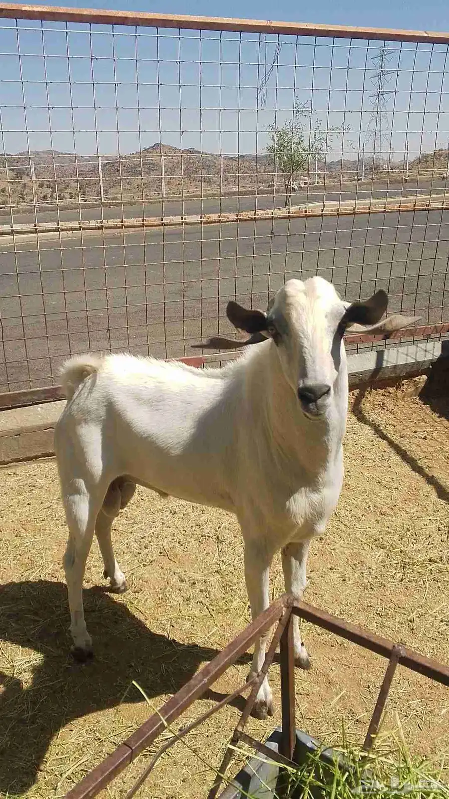 فحل بيشي للبيع 6