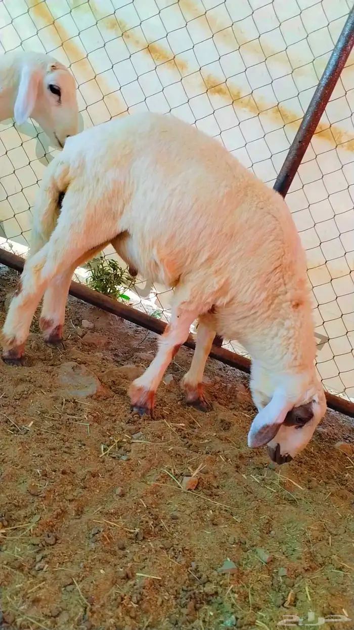 بهم حري مراح واحد خرواف صافي 4