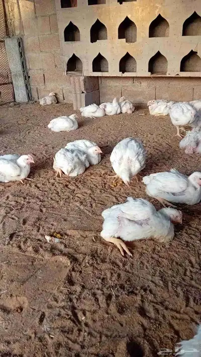 دجاج لاحم 0