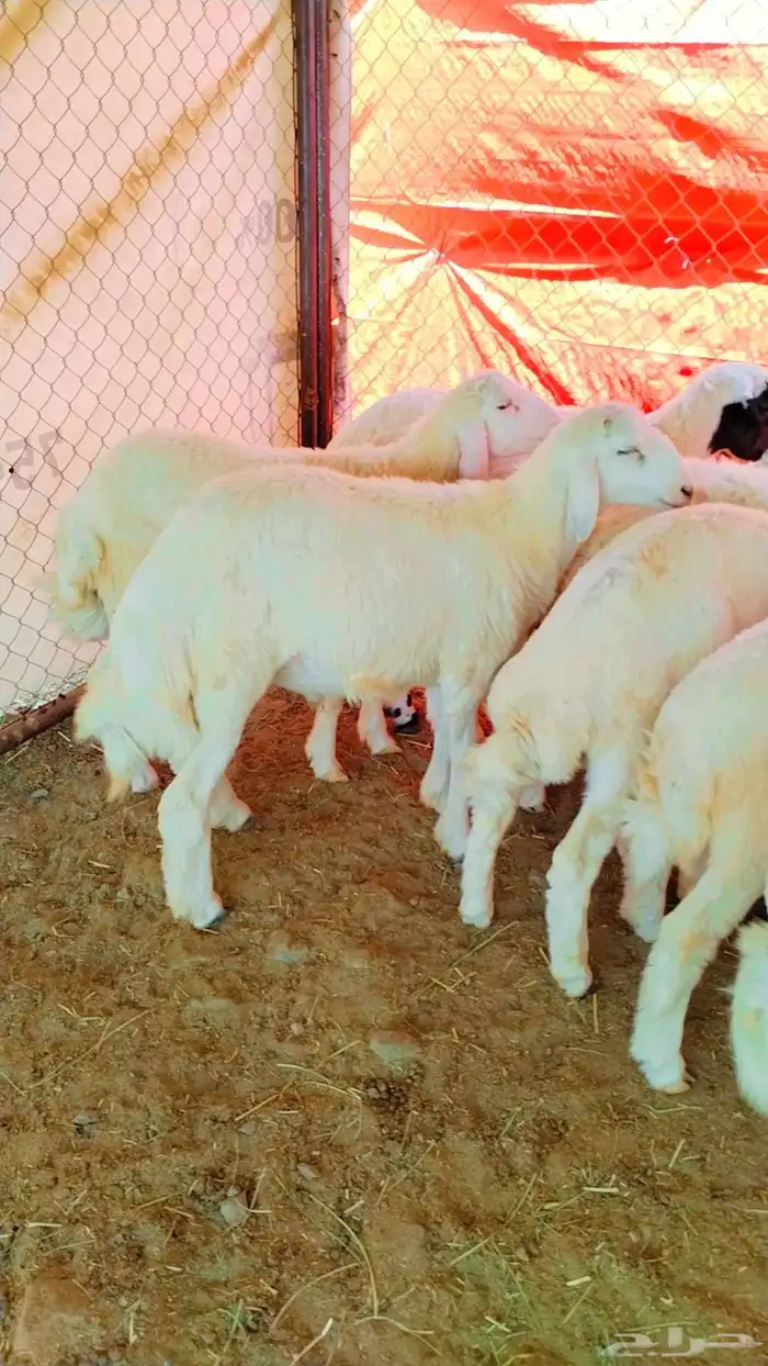 بهم حري مراح واحد خرواف صافي 2