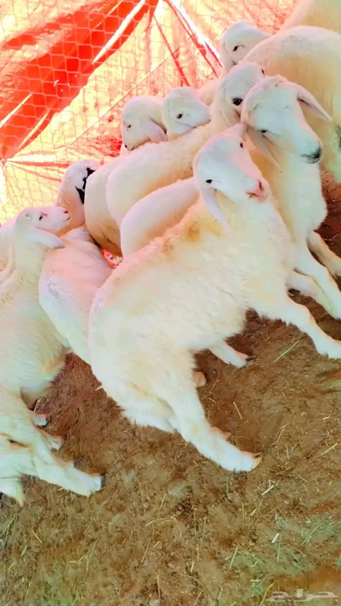 بهم حري مراح واحد خرواف صافي 1