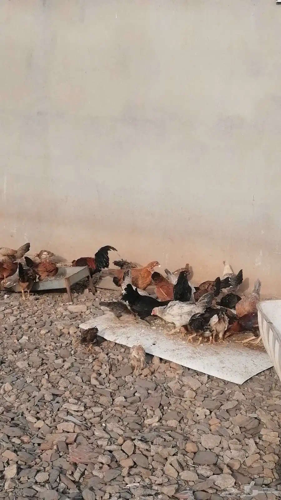 دجاج بلدي الموقع محايل عسير طريق آل مشول 4