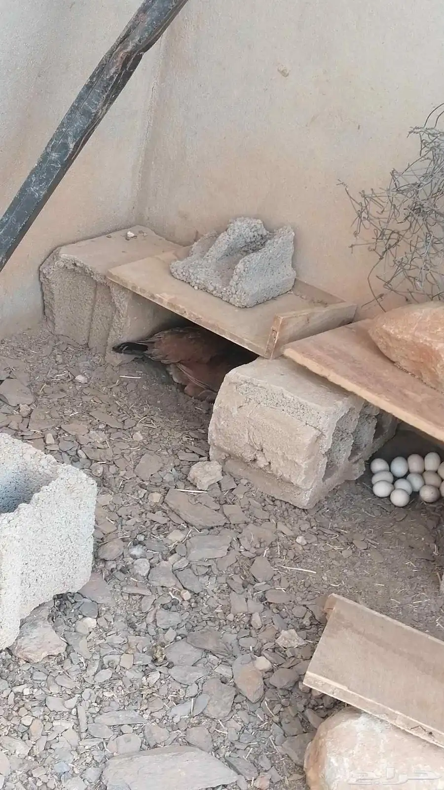 دجاج بلدي الموقع محايل عسير طريق آل مشول 1