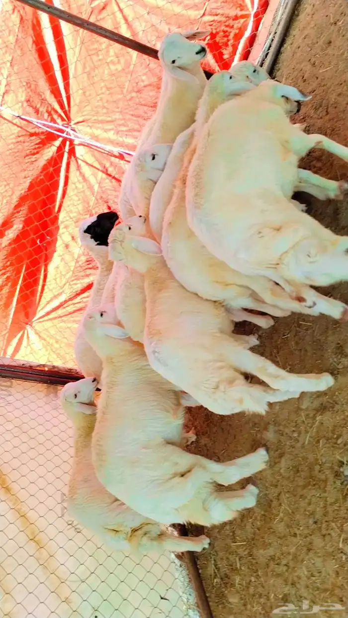 بهم حري مراح واحد خرواف صافي 3