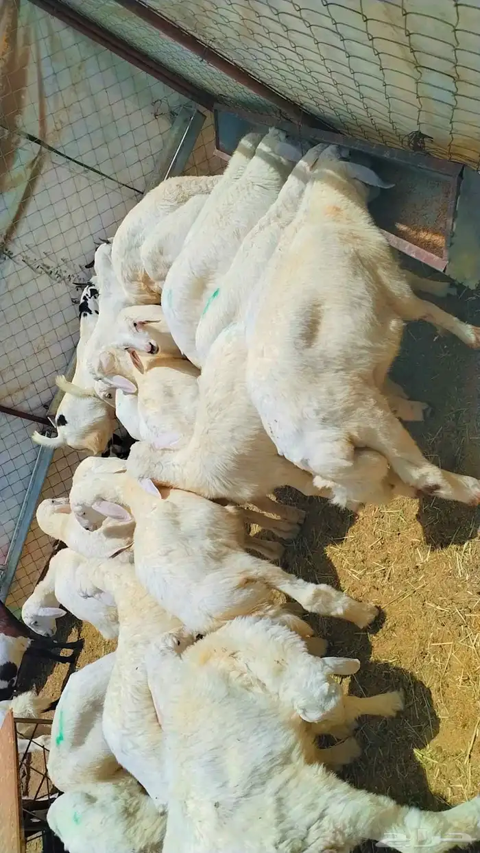 بهم حري مراح واحد خرواف صافي 0