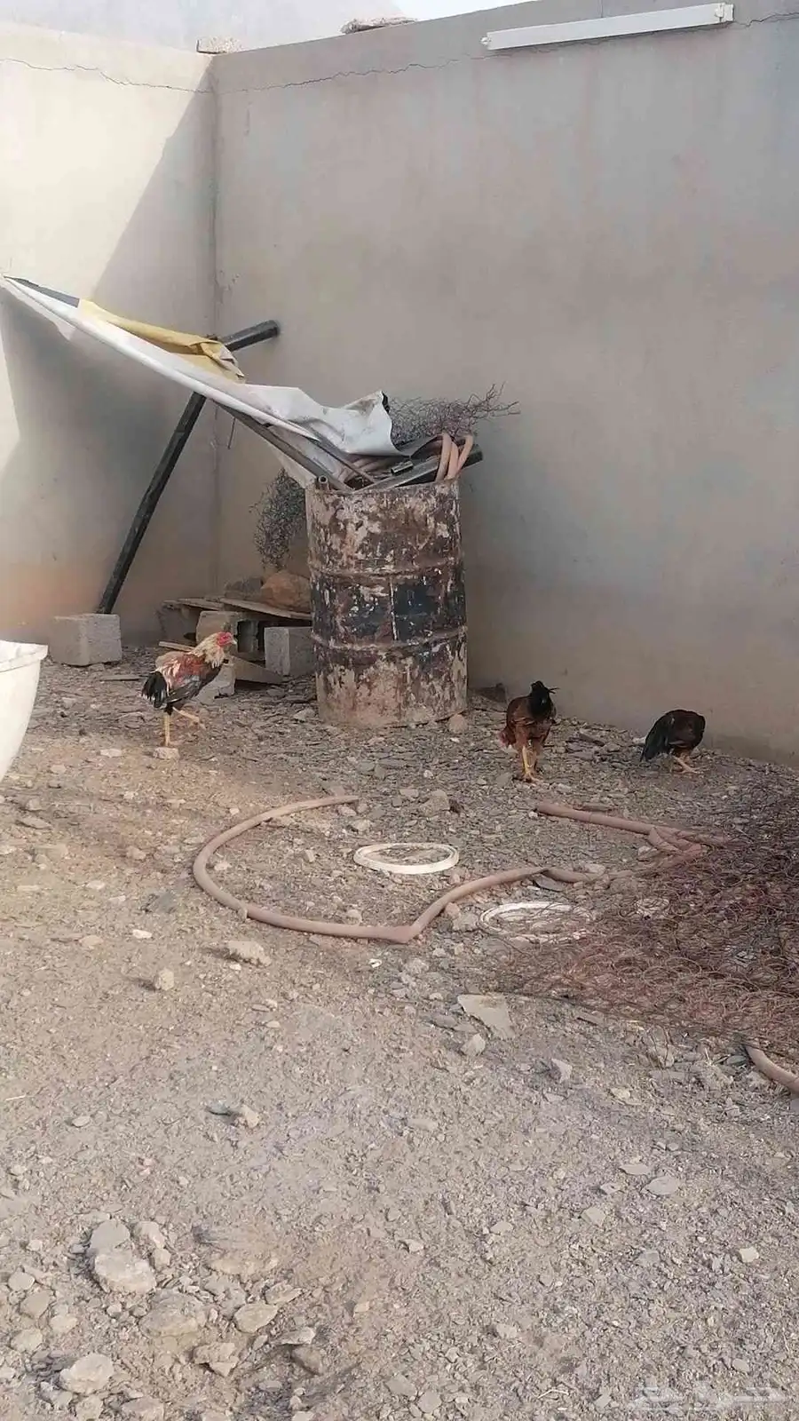 دجاج بلدي الموقع محايل عسير طريق آل مشول 3