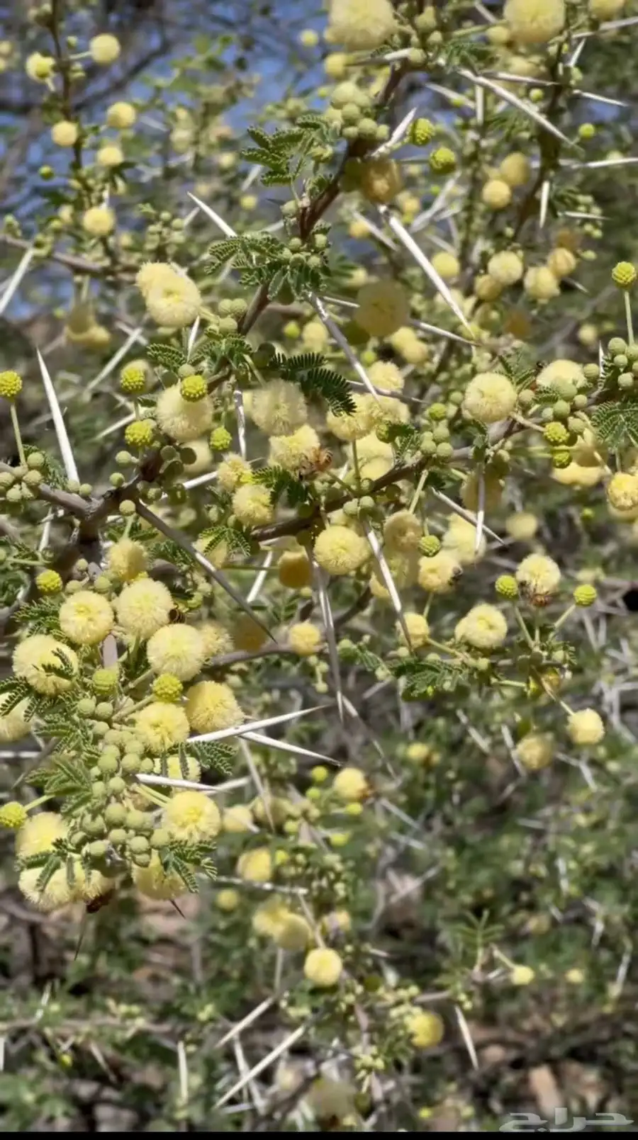 عسل شجره الطلح 2