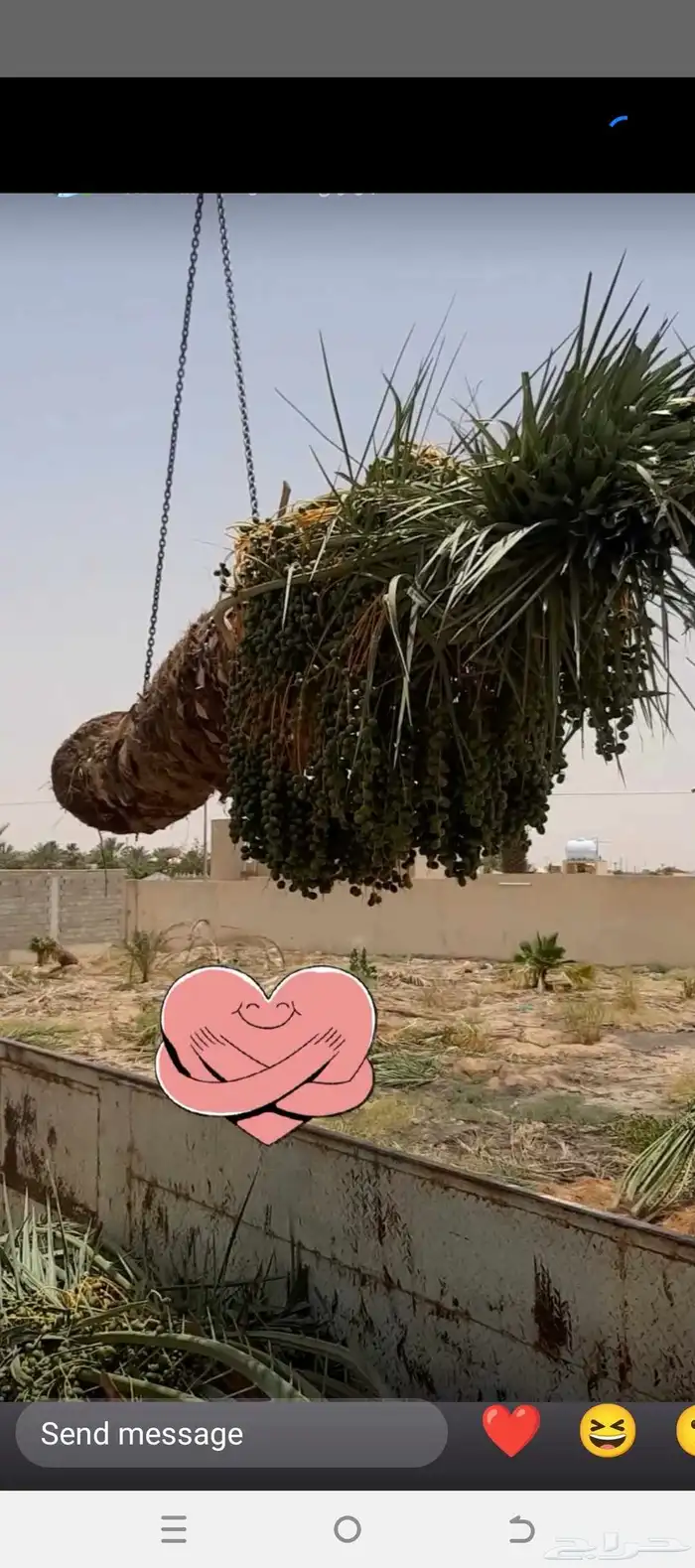 قشر نخل تنظيف نخل وعشان اتين سوي تكريب نظافه 2