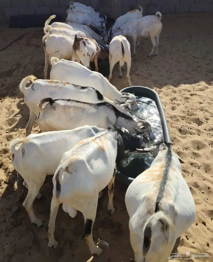 سواكن وقعود مناسبه للاعراس والمناسبات برابر وتيوس صوماليه 5