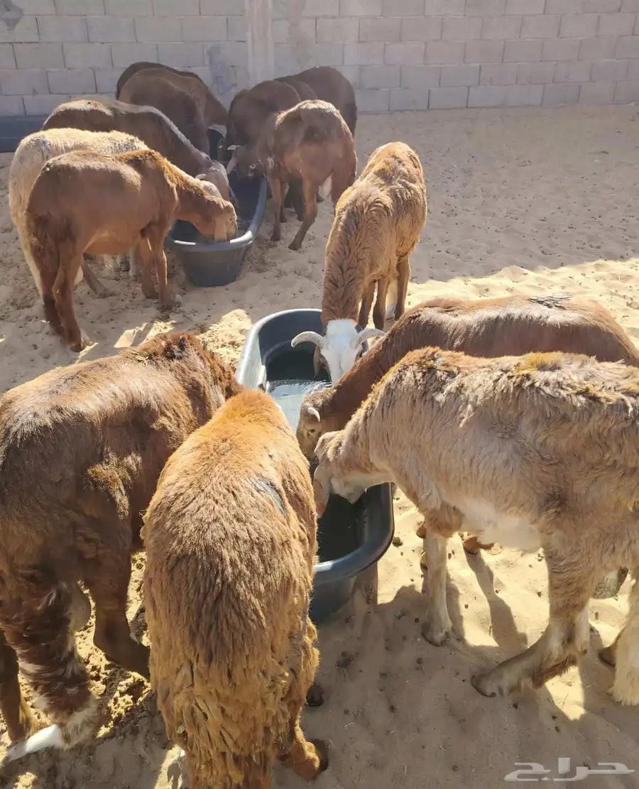 سواكن وقعود مناسبه للاعراس والمناسبات برابر وتيوس صوماليه 3