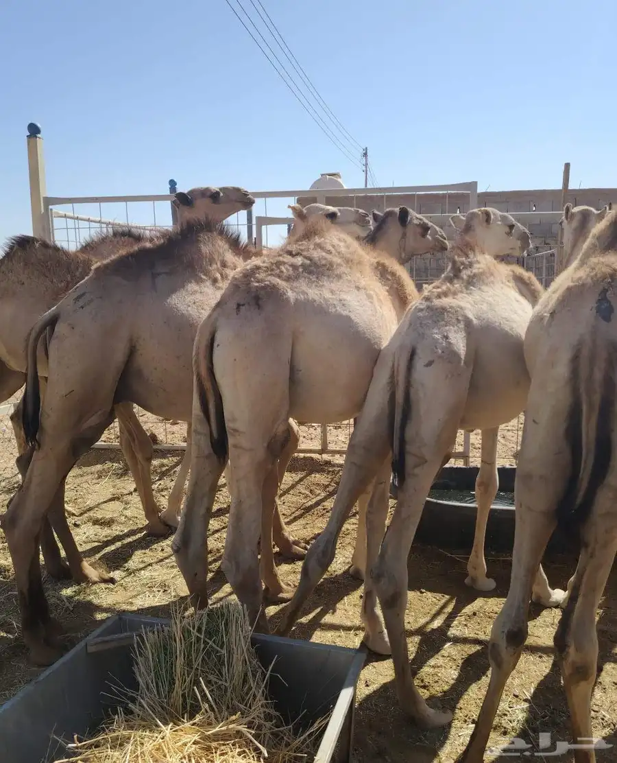 سواكن وقعود مناسبه للاعراس والمناسبات برابر وتيوس صوماليه 2