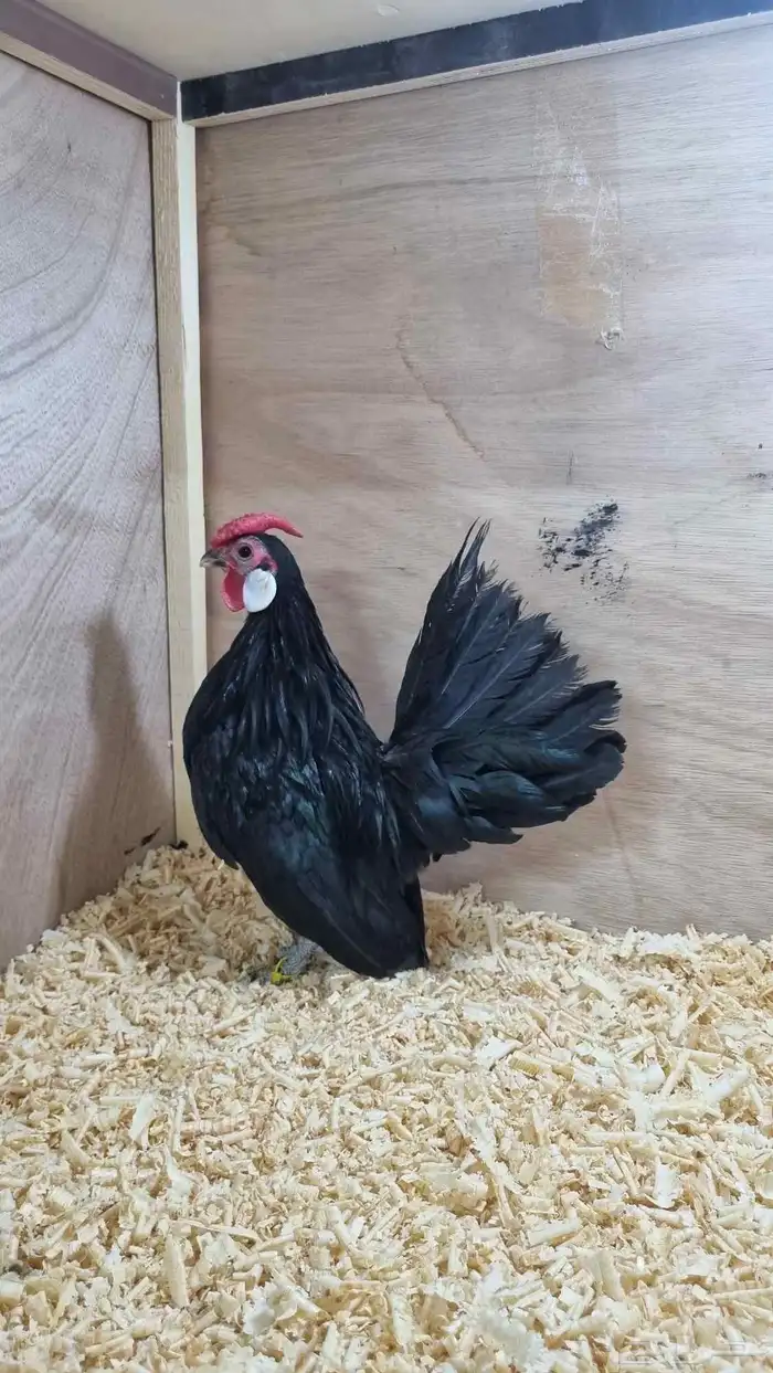ديك روز كامب مميز 0