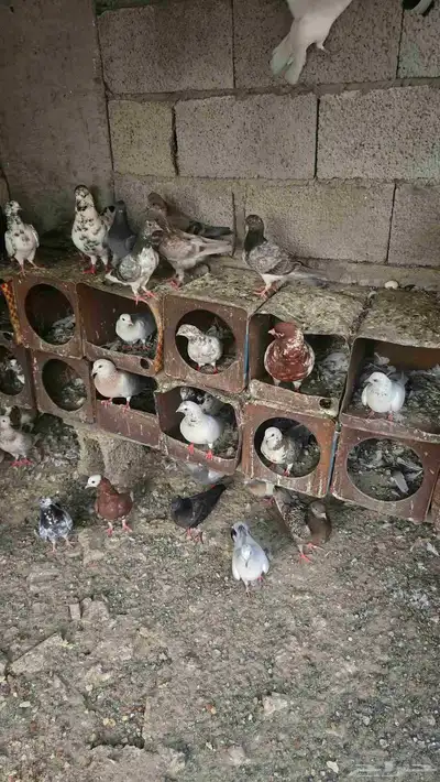 حمام خارجي كنقات زاجل قطايف 2