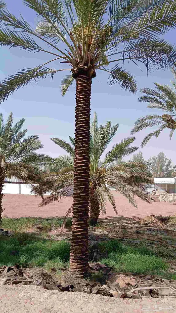 نخيل للبيع 3 م 4  6  7 3