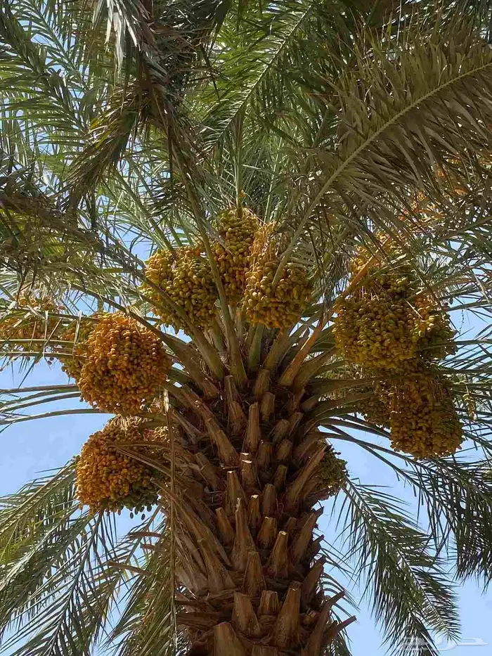 نخل للبيع بجميع انوعه ومقساته 0