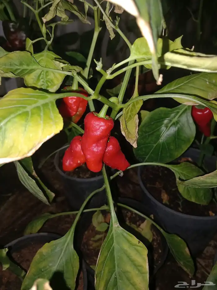 شتلات فلفل شقرا مثمر 2