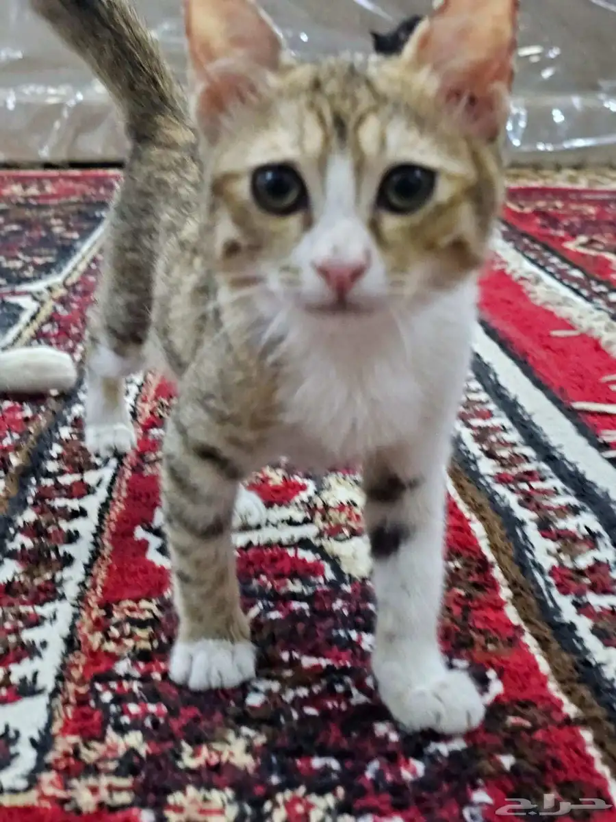 قطط للتبني 0