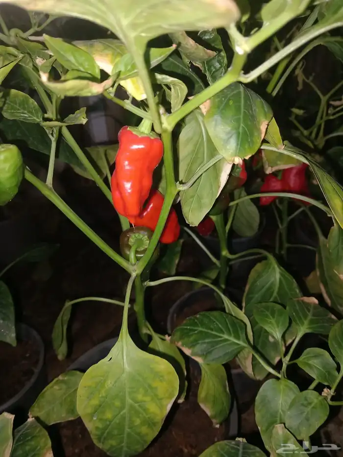 شتلات فلفل شقرا مثمر 1