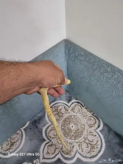 مشعاب للبيع 13
