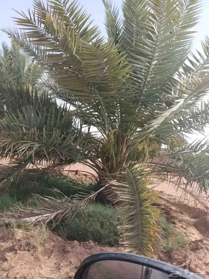 نخل للبيع بجميع انوعه ومقساته 3