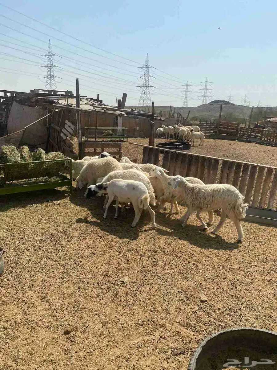 طليان حريه 2