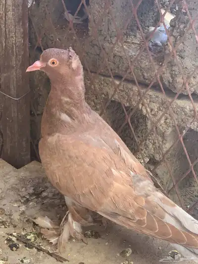 زوج مصري للتربية مع فرخ واحد 6