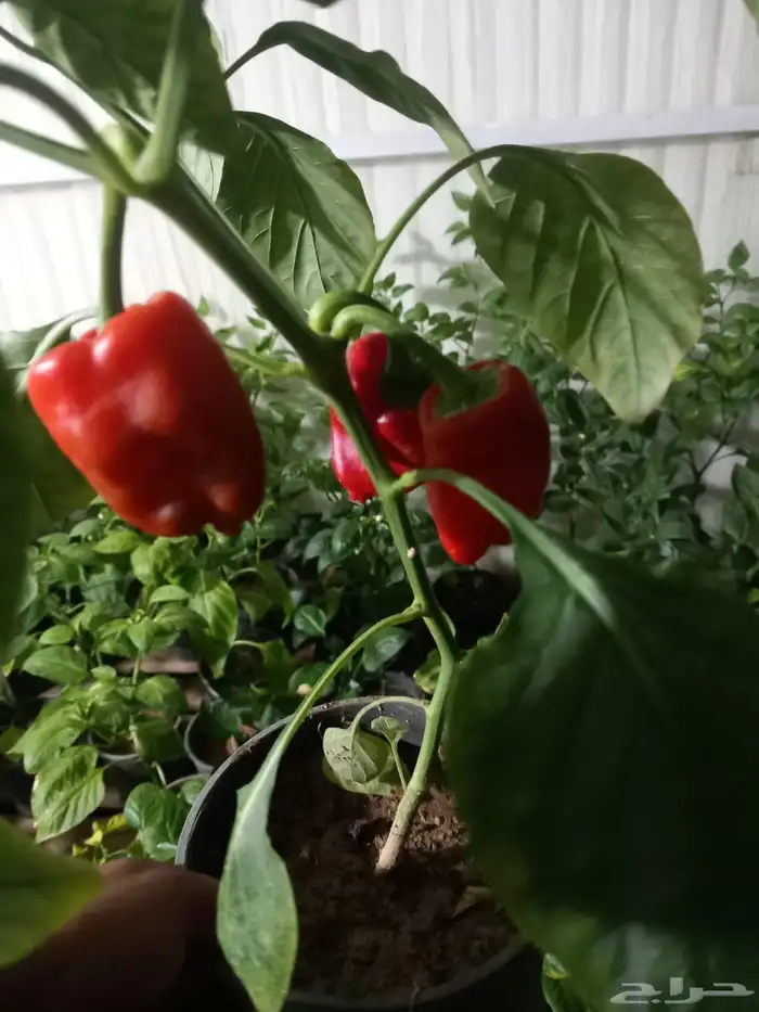 شتلات فلفل شقرا مثمر 0