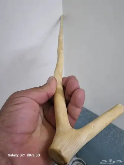 مشعاب للبيع 3