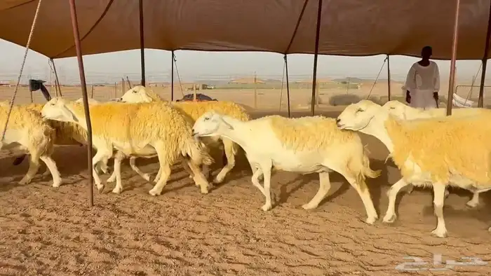غنم حريات دفيع 3