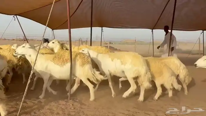 غنم حريات دفيع 0