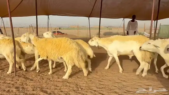 غنم حريات دفيع 5